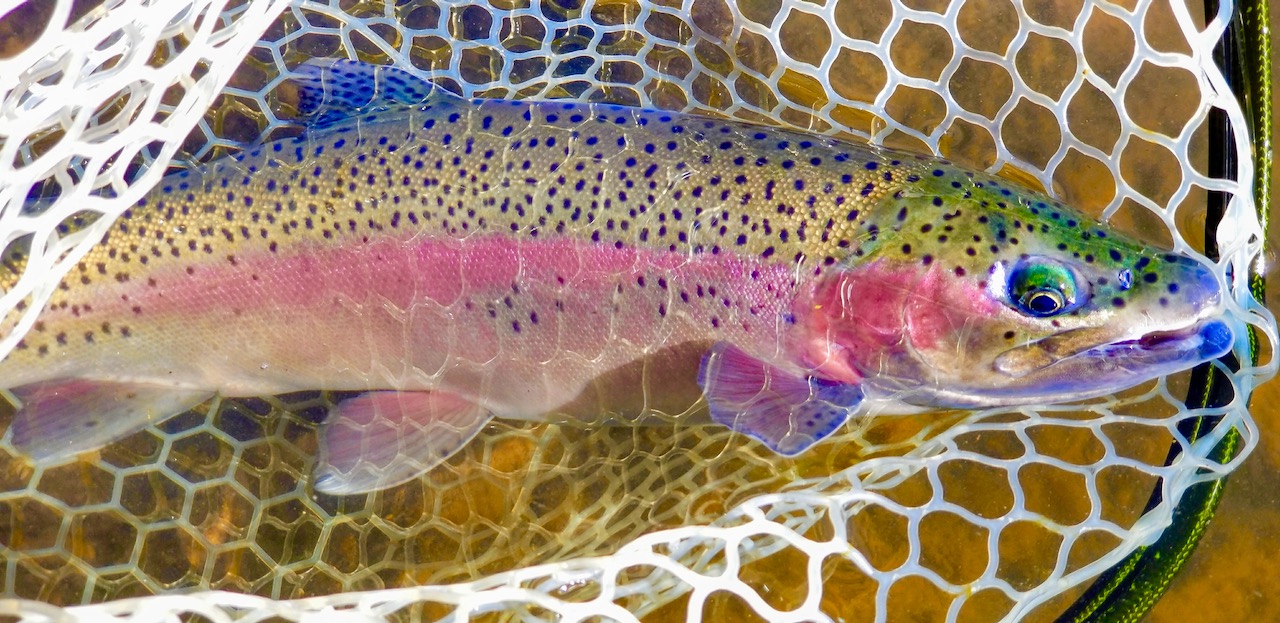 A rainbow trout with vibrant colors in a net with a river bottom in the background.