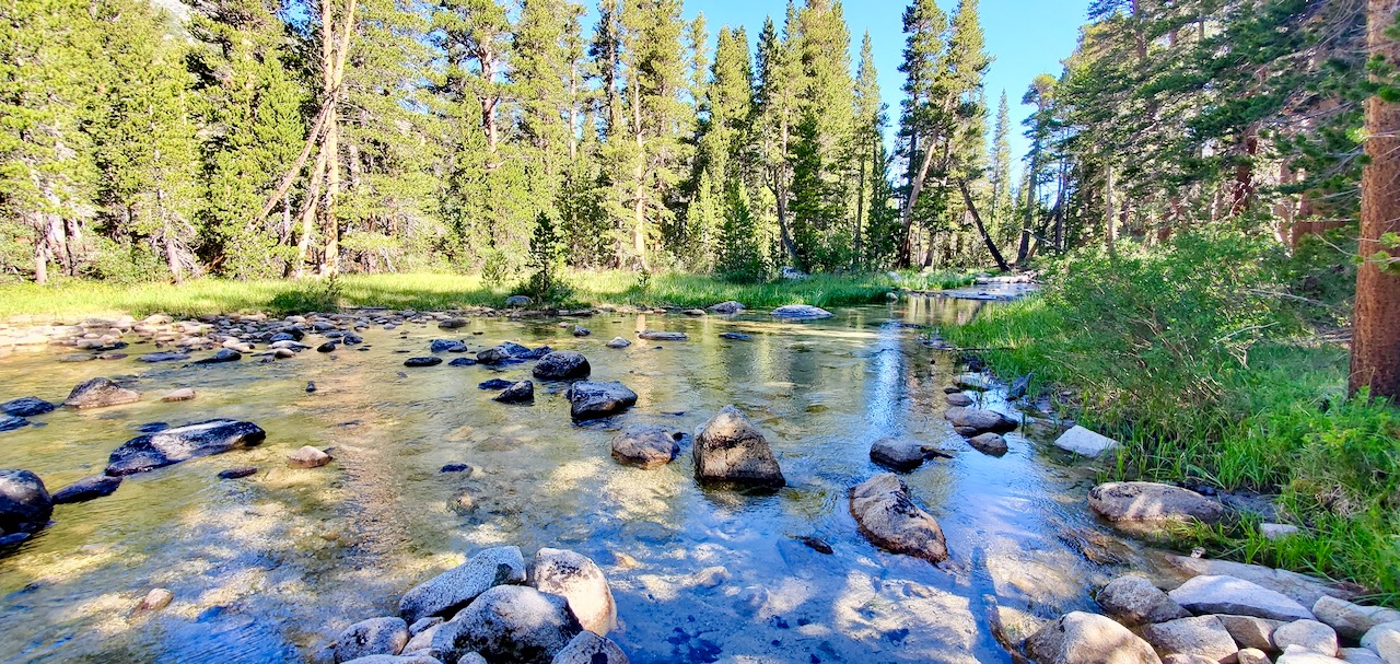 A river flowing with exposed rocks and green banks with pine trees along the shore.