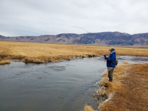 A fly fisherman fishing the Upper Owens River from while standing on the bank and fighting a large rainbow trout.