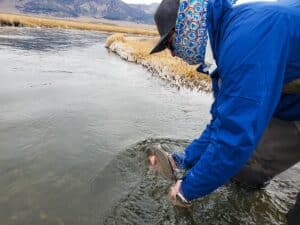 A masked fly fisherman holding a rainbow trout in spawning colors from the Upper Owens River.