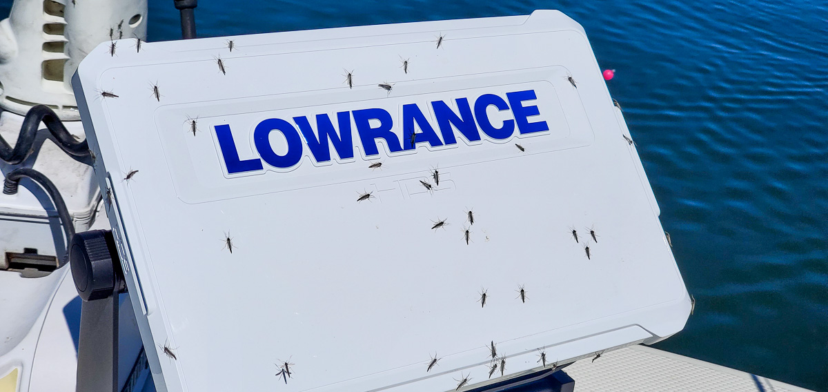 Adult chironomids or midges crawling on a white sonar screen cover on a boat.