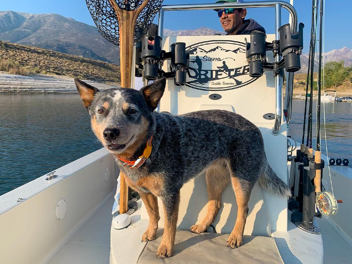 An Australian Cattle Dog on a boat on a lake with a man in the background.