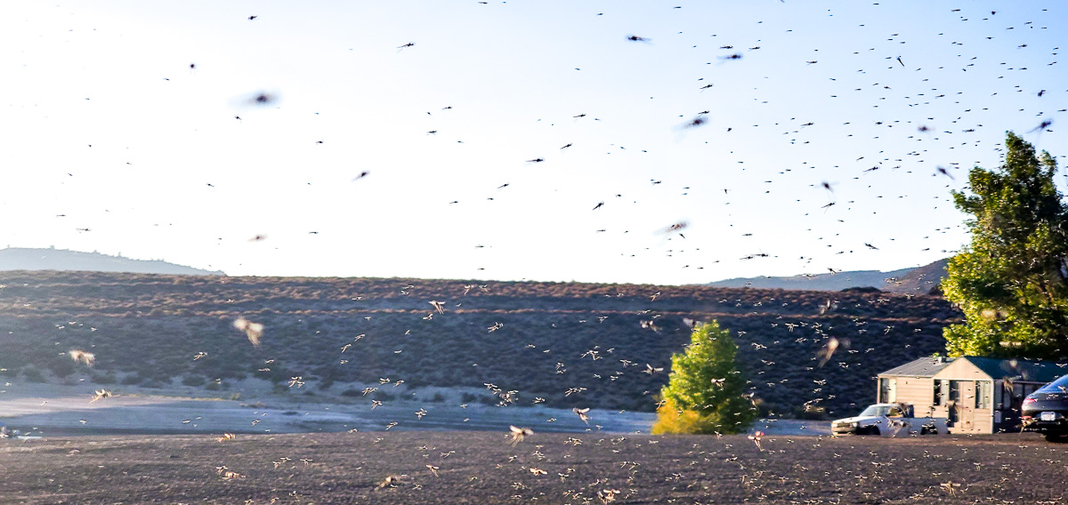 A swarm of flying insects in the morning with a couple of trees.