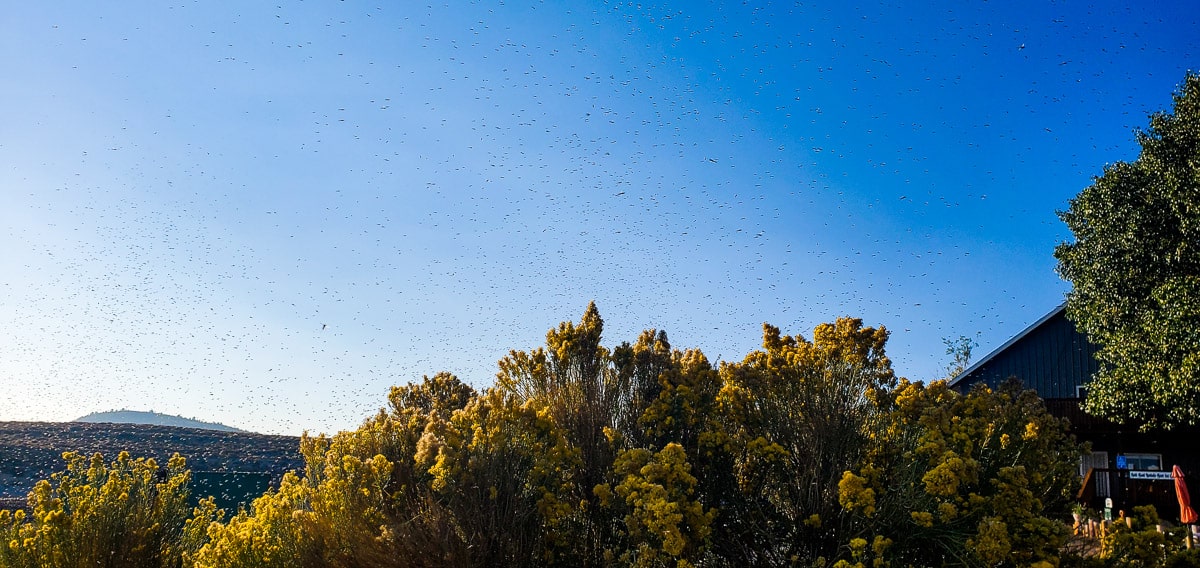 A swarm of flying insects in the morning with a couple of trees.