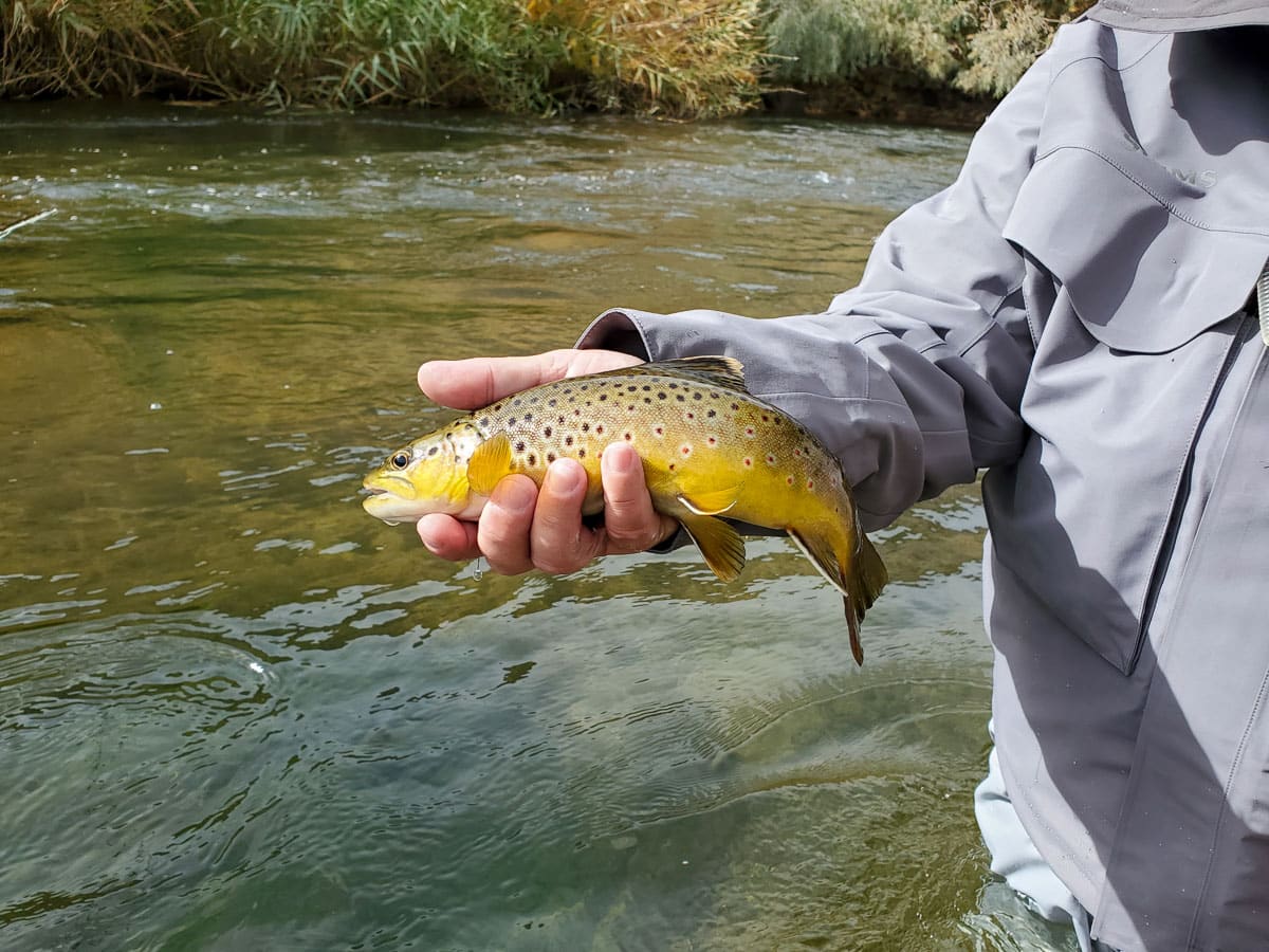 A smiling fly fisherman holding a cutthroat trout on a lake in a boat.