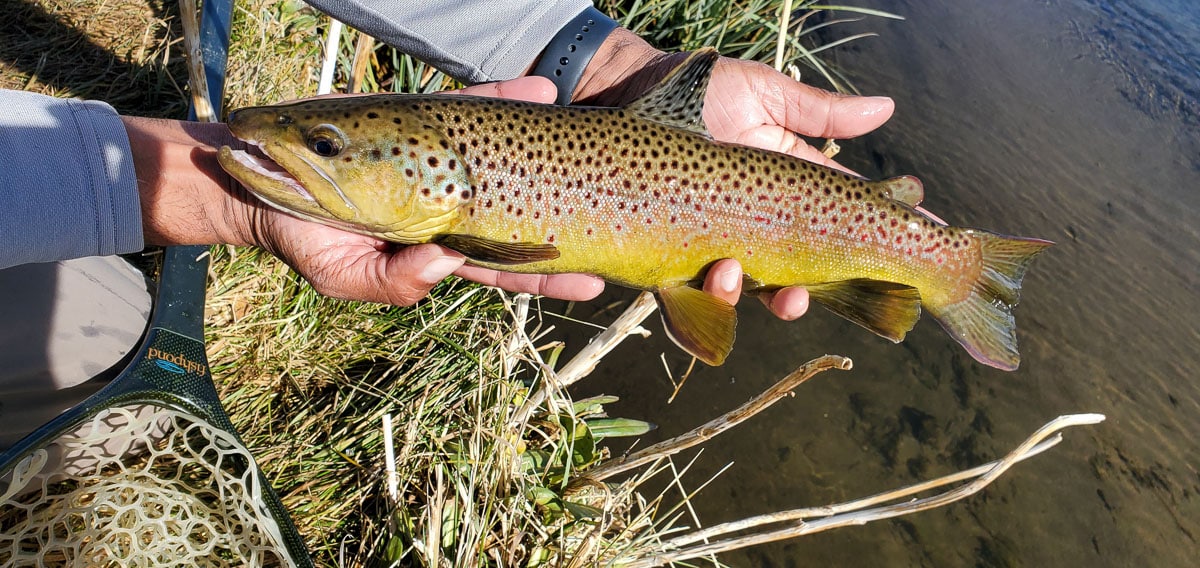 A lady angler holding a nice cutthroat trout in a boat on a lake.