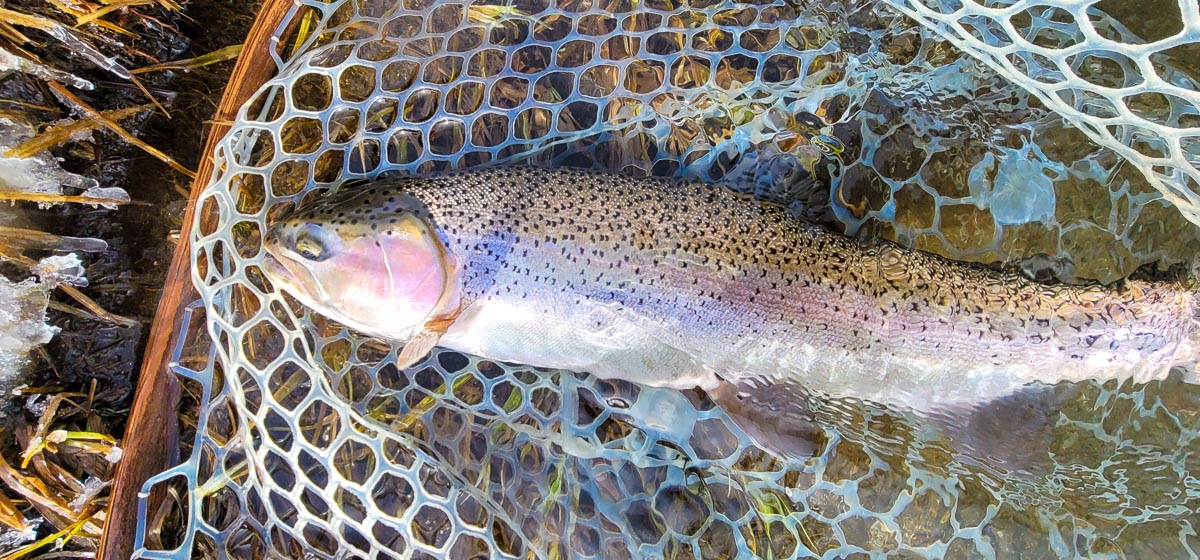 A rainbow trout in a wooden net with rubber mesh.