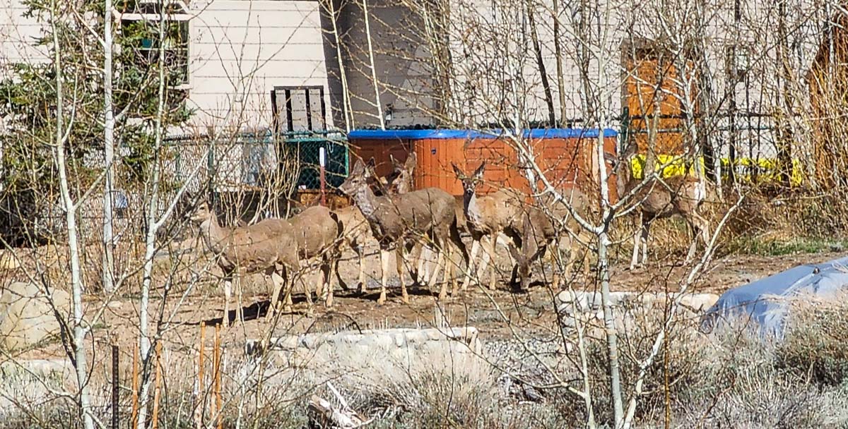 A herd of migrating deer in the spring in a grove of aspen trees.