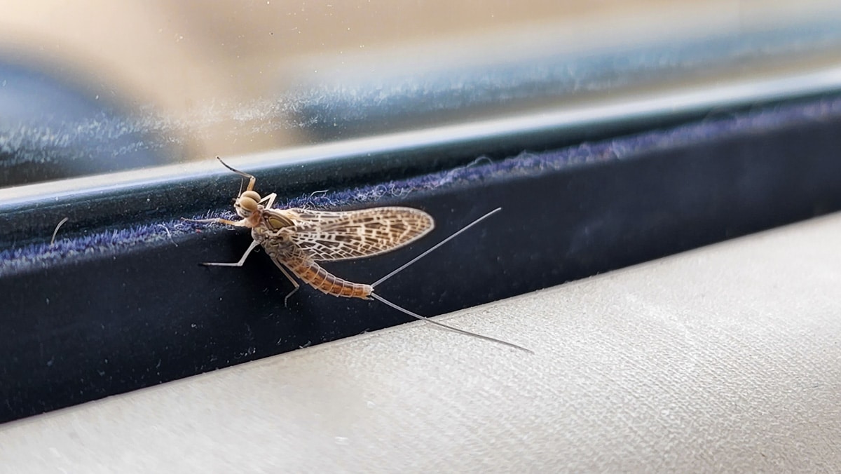 A mayfly on a black strip