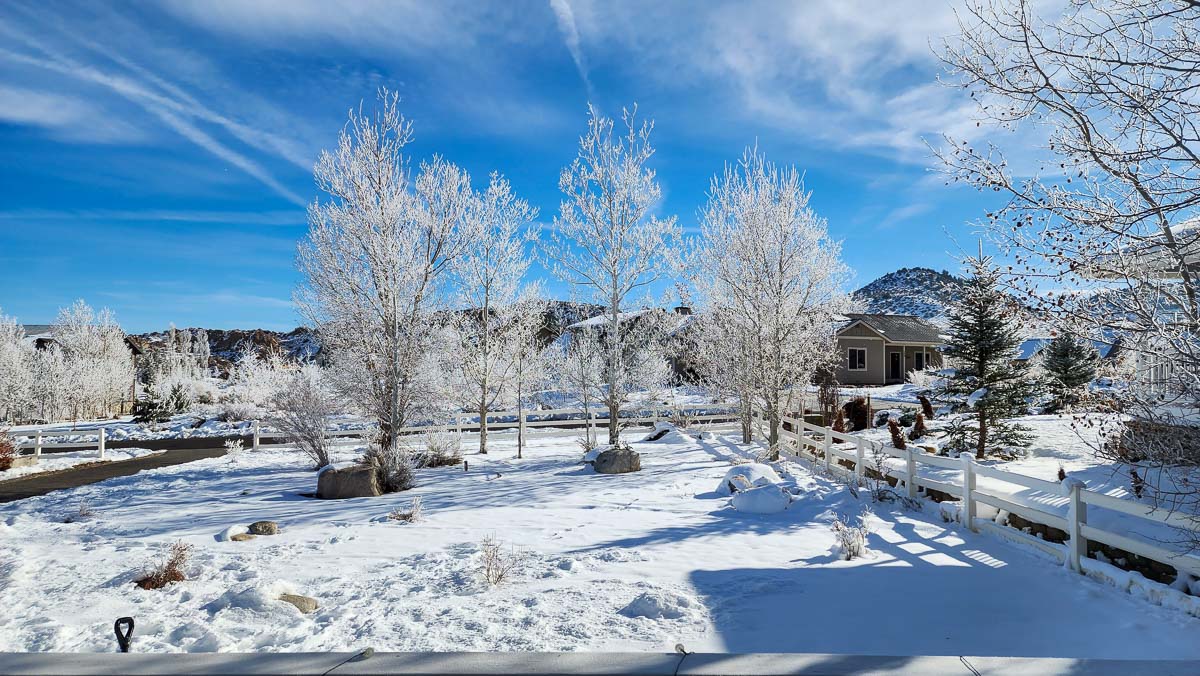 A snow covered grove of aspen trees surrounded by a white fence.