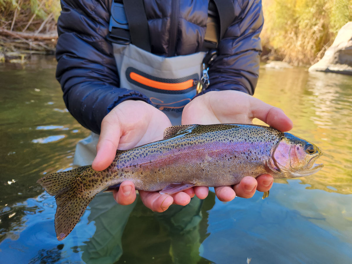A rainbow trout with vibrant colors held in a pair of hands on a river.