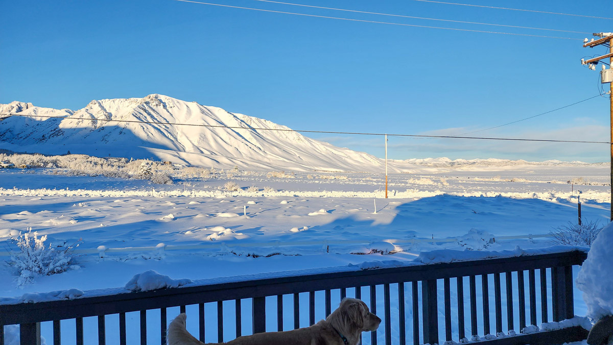 A Golden Retriever looking on on a deck with snow covered landscape and big mountains with power lines in the eastern sierra fishing zone.