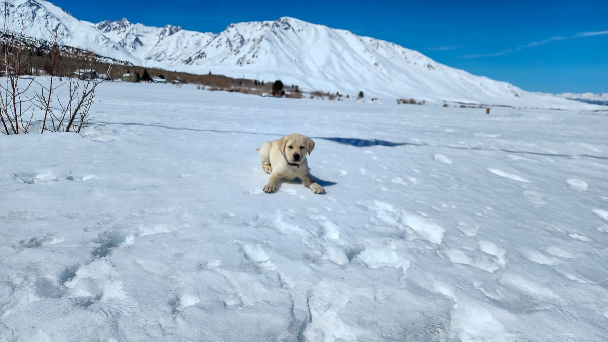 A labrador retriever puppy sitting in the snow in the eastern sierra in California.