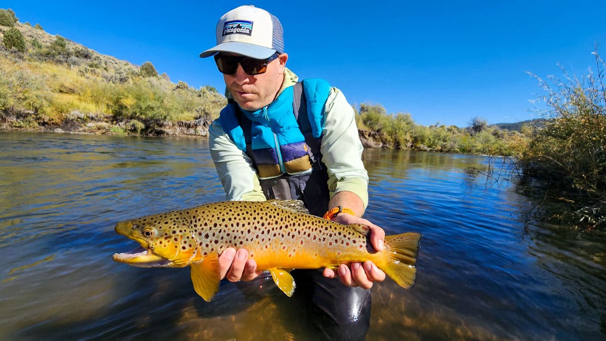 A fisherwoman holding a large brown trout from East Walker River.