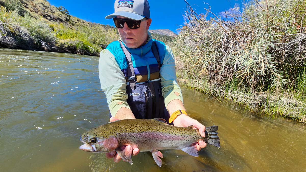 A fisherman holding a huge rainbow trout from East Walker River.