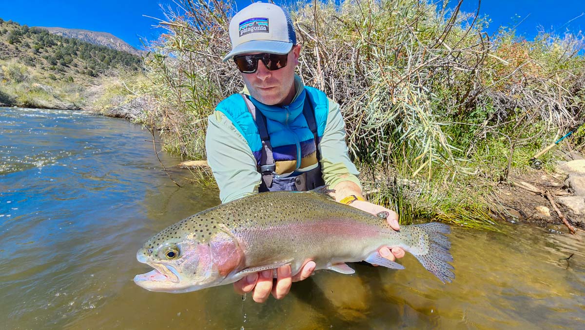 A fisherman holding a huge rainbow trout from East Walker River.