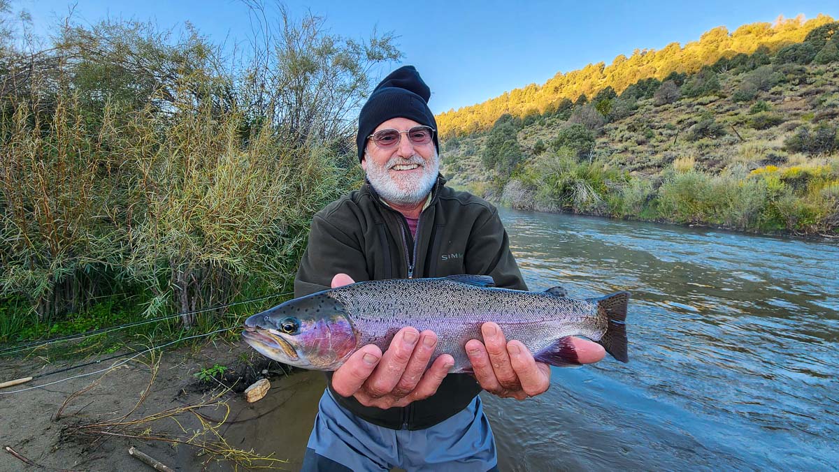 A fisherman holding a large rainbow trout from East Walker River.