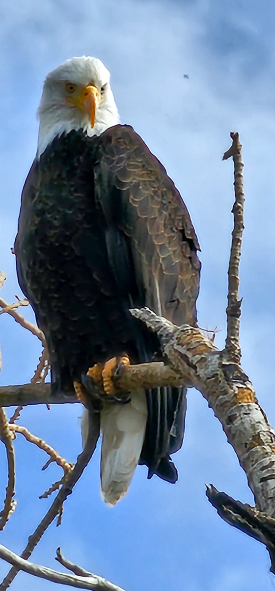 A bald eagle perched on a tree branch above the Lower Owens River in Bishop, Ca.