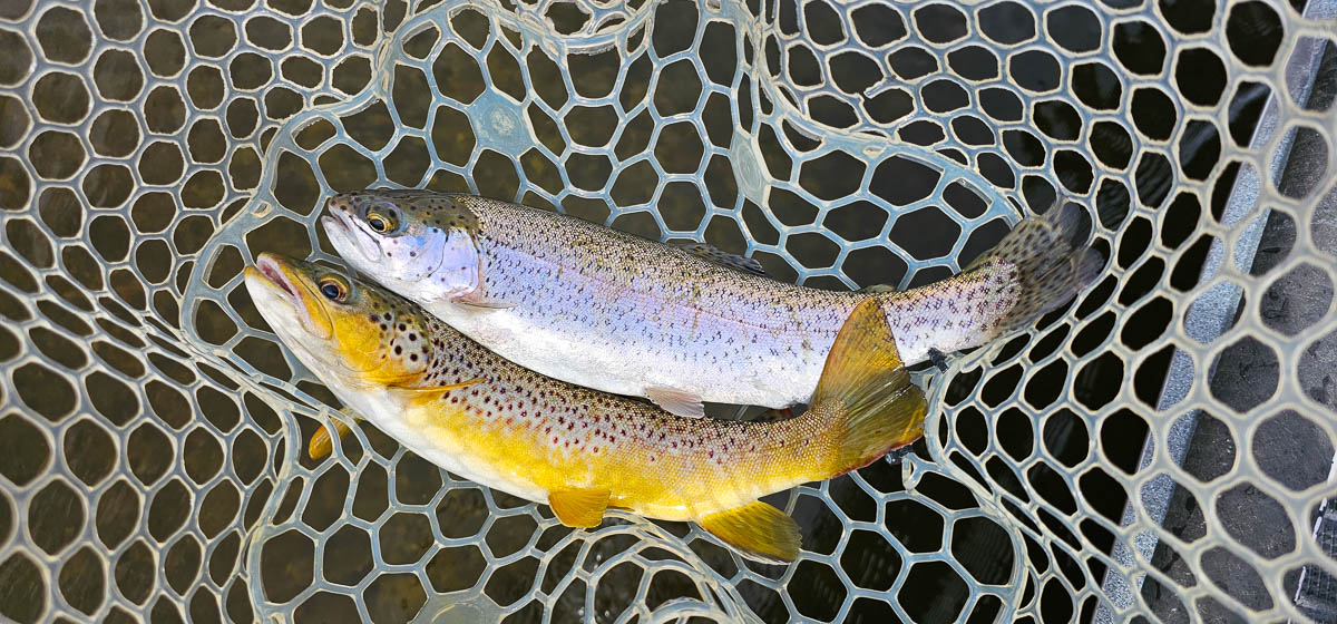 A rainbow and a brown trout laying side by side in a net over water.