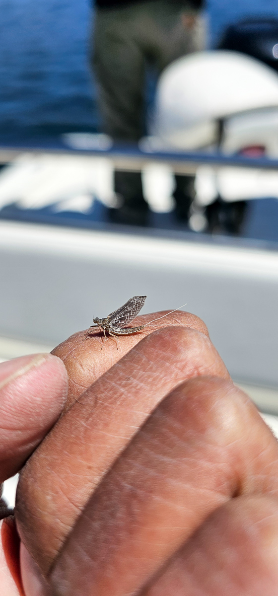 A calibaetis mayfly on the fingers of a hand on Bridgeport Reservoir.