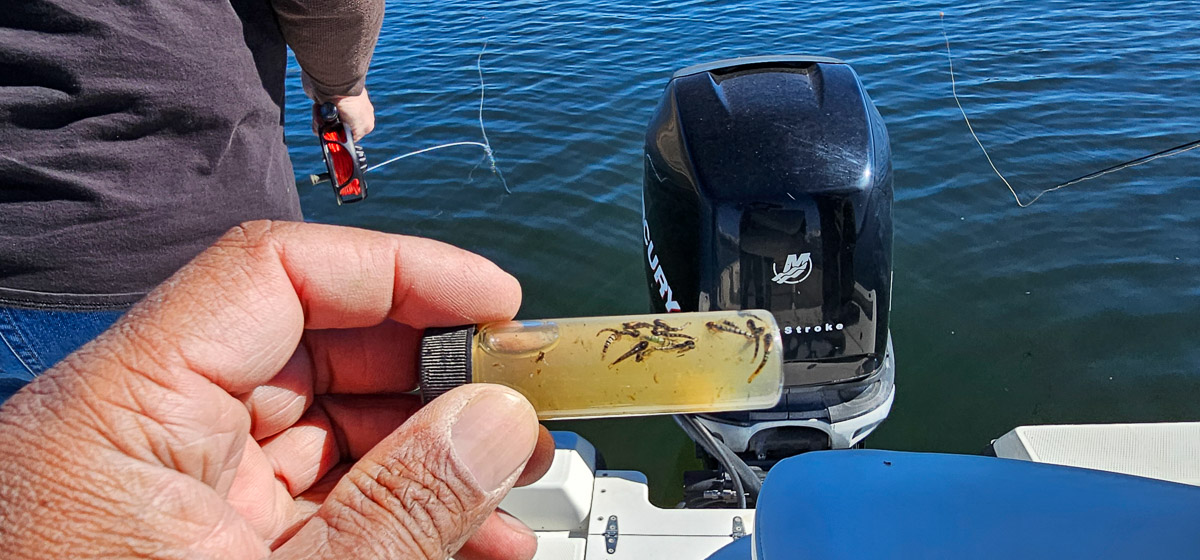 A vile of midge pupa from a recently caught and released trout on Bridgeport Reservoir.
