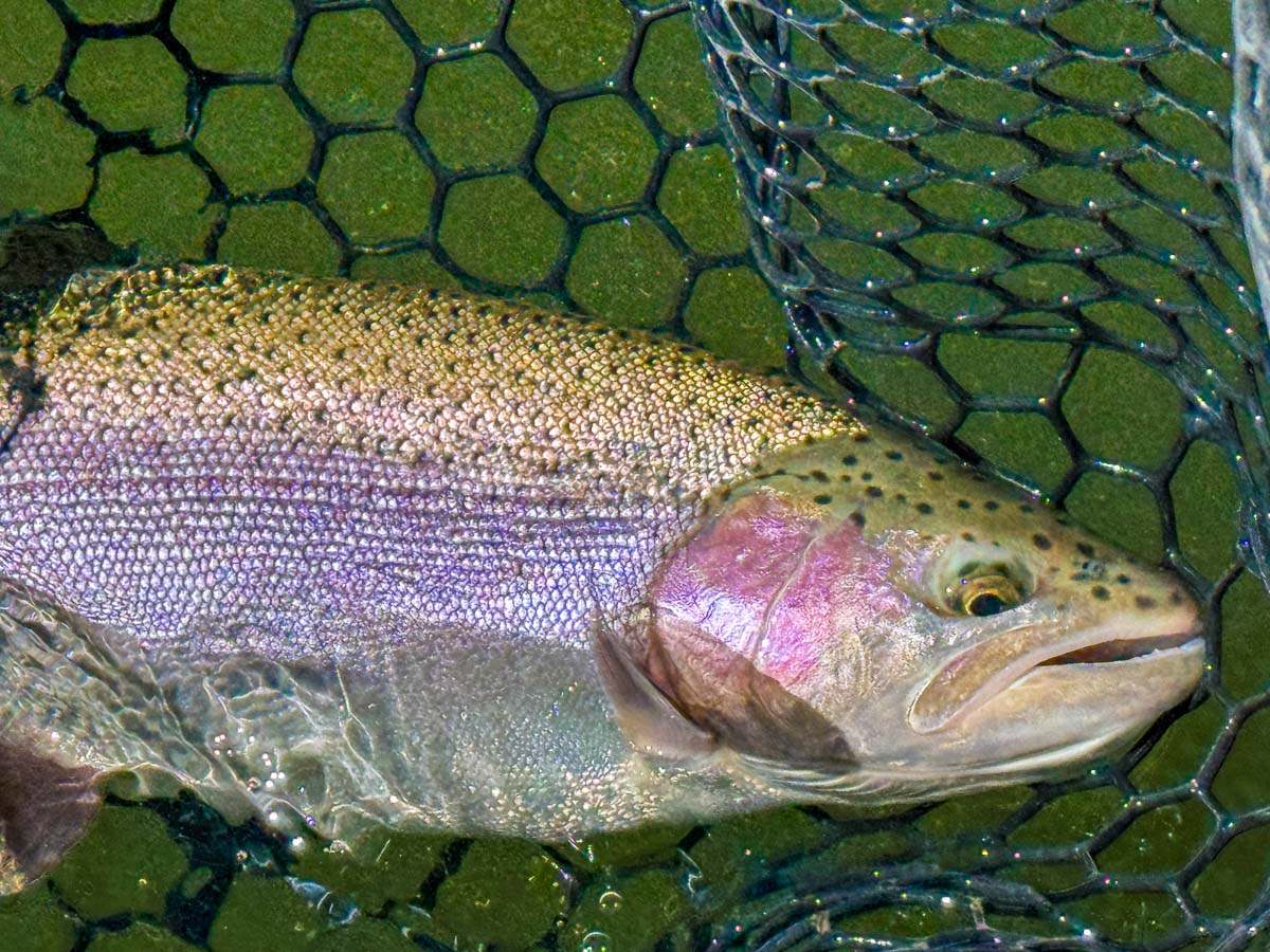 A couple of fly fishermen holding 2 large rainbow trout in a boat on Crowley Lake in the Eastern Sierra.