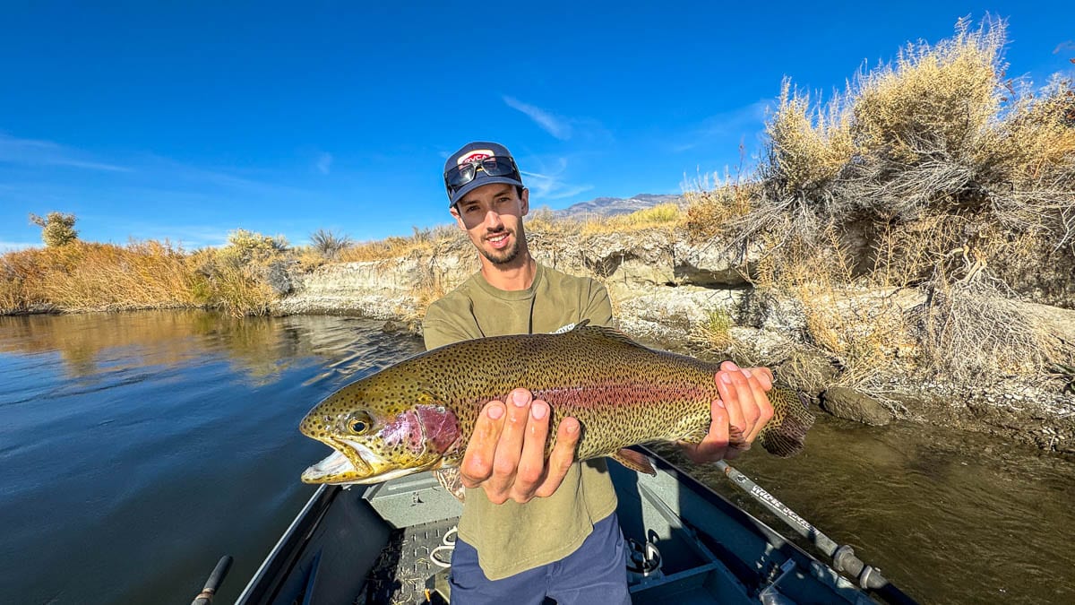 A fly fisherman holding a giant rainbow trout in a drift boat on the Lower Owens River.