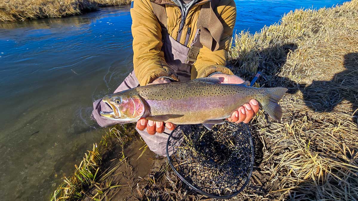 A giant rainbow trout on the Upper Owens River near Mammoth Lakes, CA.