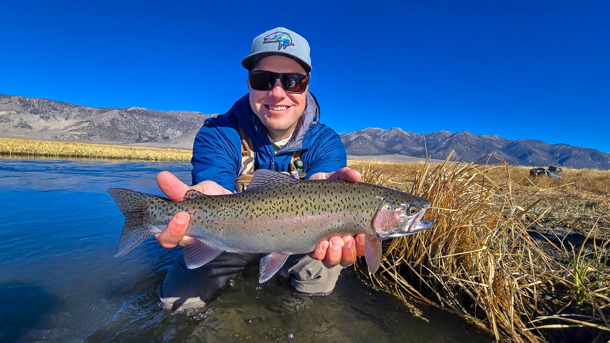 A fly fisherman holding a giant rainbow trout on the Upper Owens River.