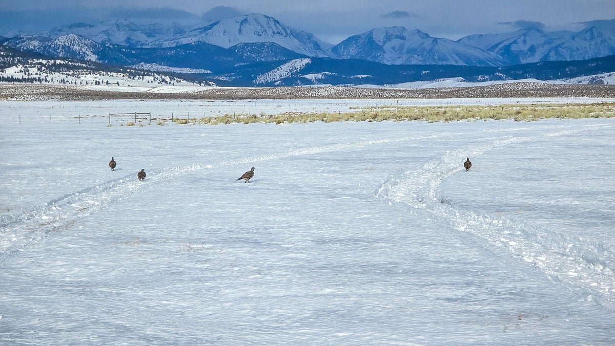 A small flock of sage grouse in the snow near the Upper Owens River in California's eastern sierra.