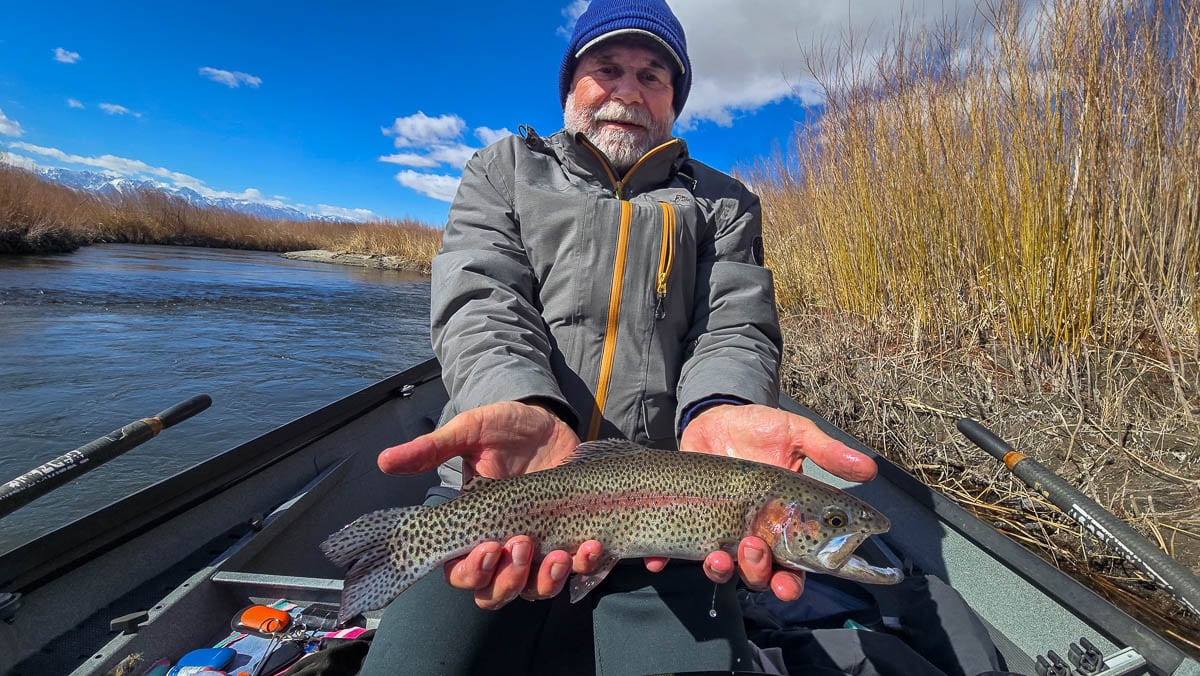 A fly fisherman holding a giant rainbow trout on the Lower Owens River.