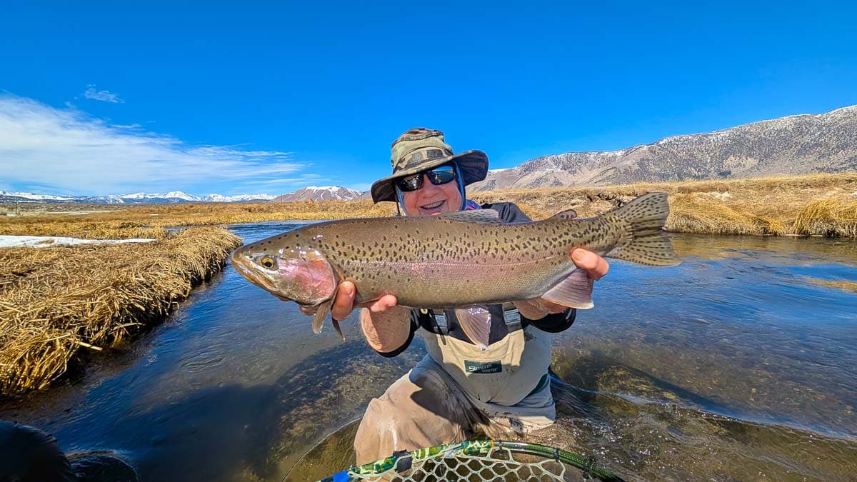 A fly fisherman holding a giant rainbow trout on the Upper Owens River.