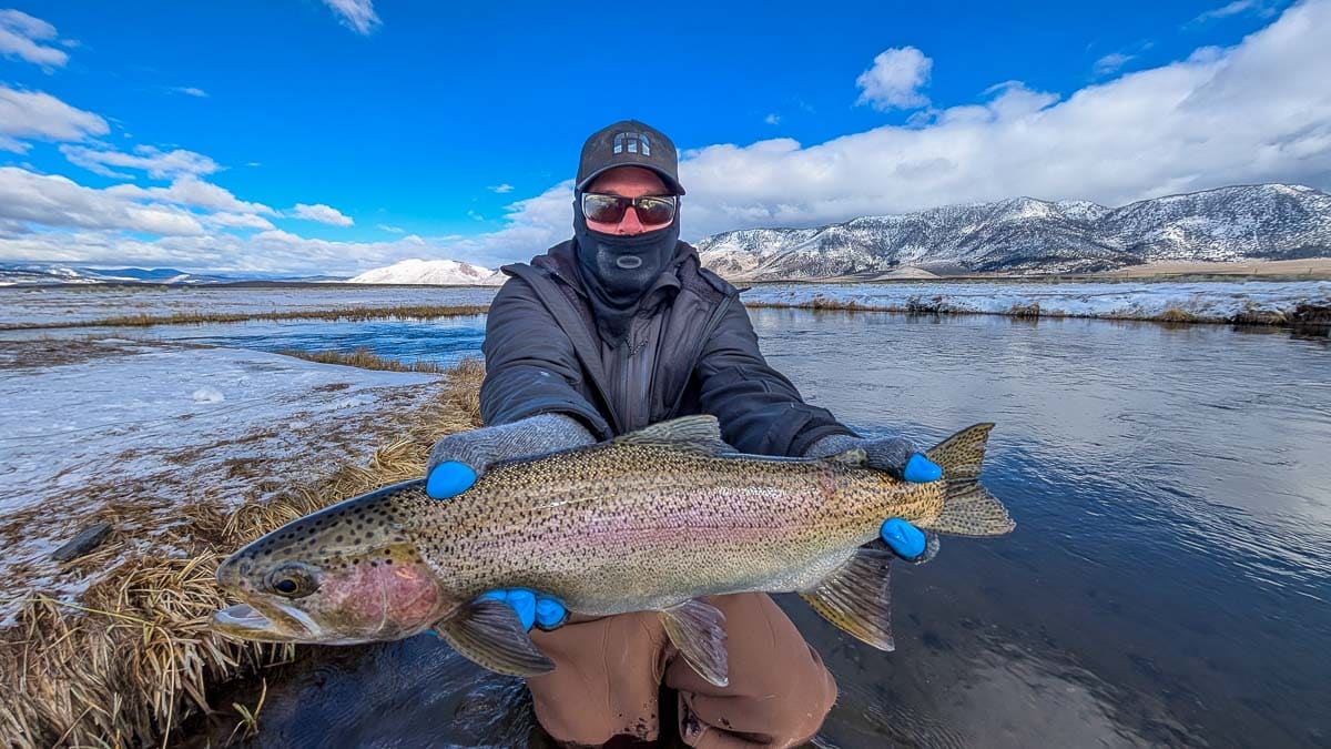 A fly fisherman holding a giant rainbow trout on the Upper Owens River.