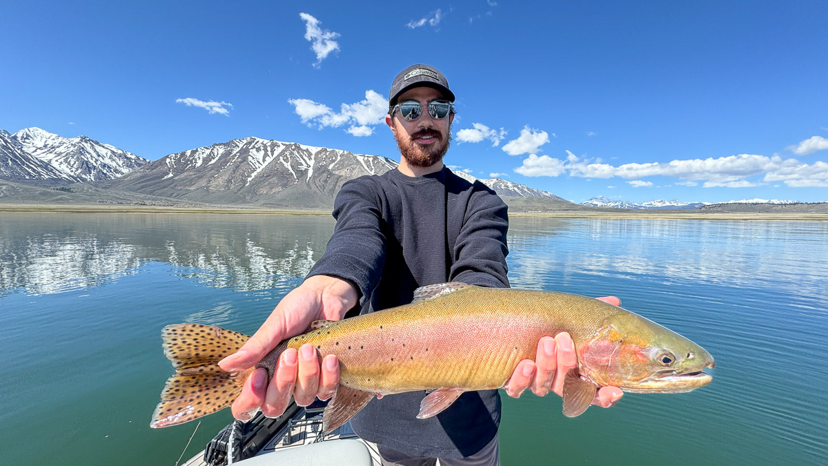 A fly fisherman holding a large cutthroat trout on Crowley Lake near Mammoth Lakes, CA