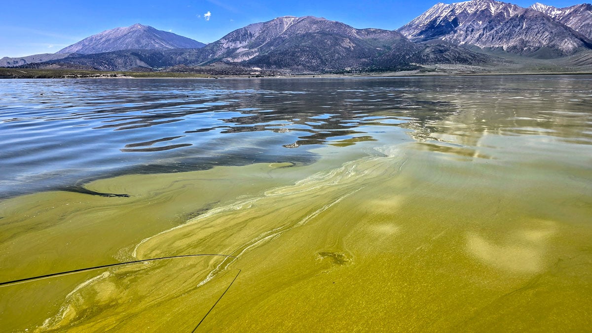 An algae bloom on Crowley Lake near Mammoth Lakes, CA