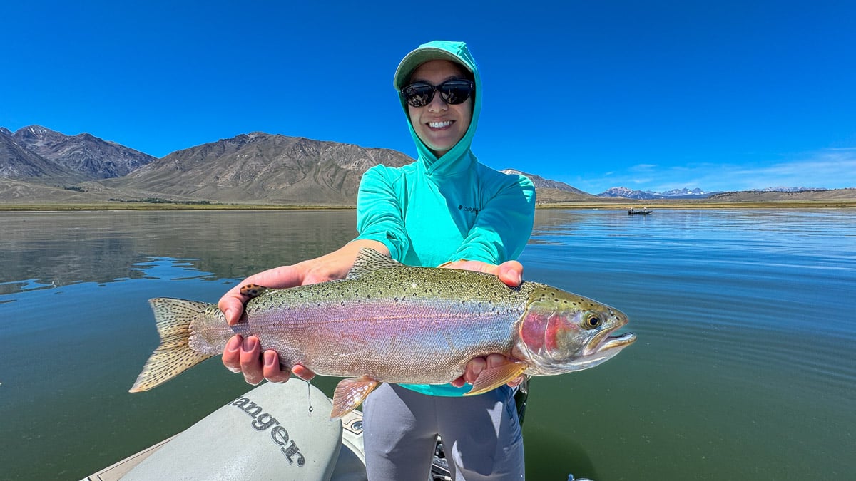 A fly fisherman holding a large rainbow trout on Crowley Lake.
