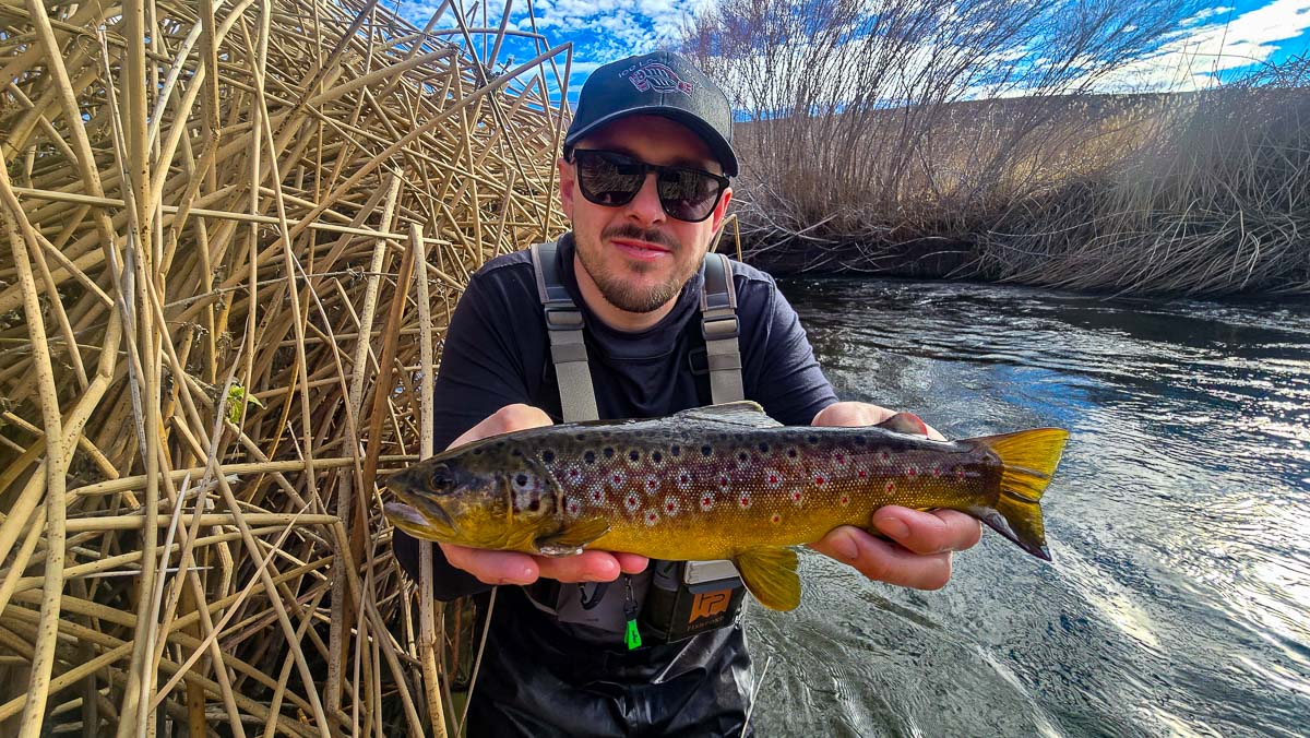 A fly fisheman holding a large brown trout on the Lower Owens River near Bishop, CA
