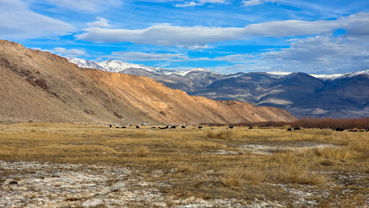 An afternoon view of the banks of the Lower Owens River