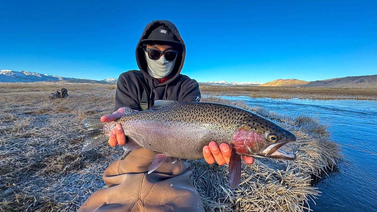 A fly fisheman holding a large rainbow trout on the Upper Owens River near Mammoth Lakes, CA
