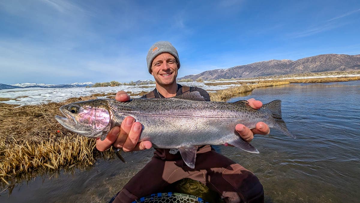 A fly fisheman holding a large brown trout on the Lower Owens River near Bishop, CA