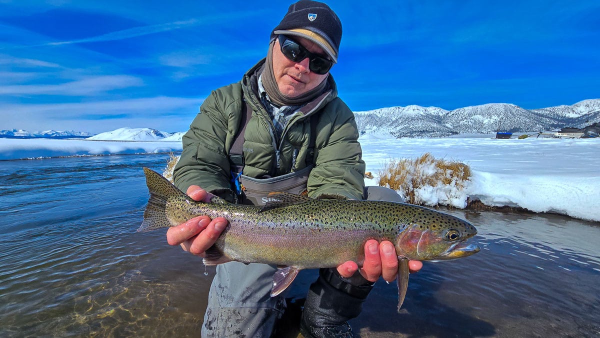 A fly fisheman holding a large rainbow trout on the Upper Owens River near Mammoth Lakes, CA