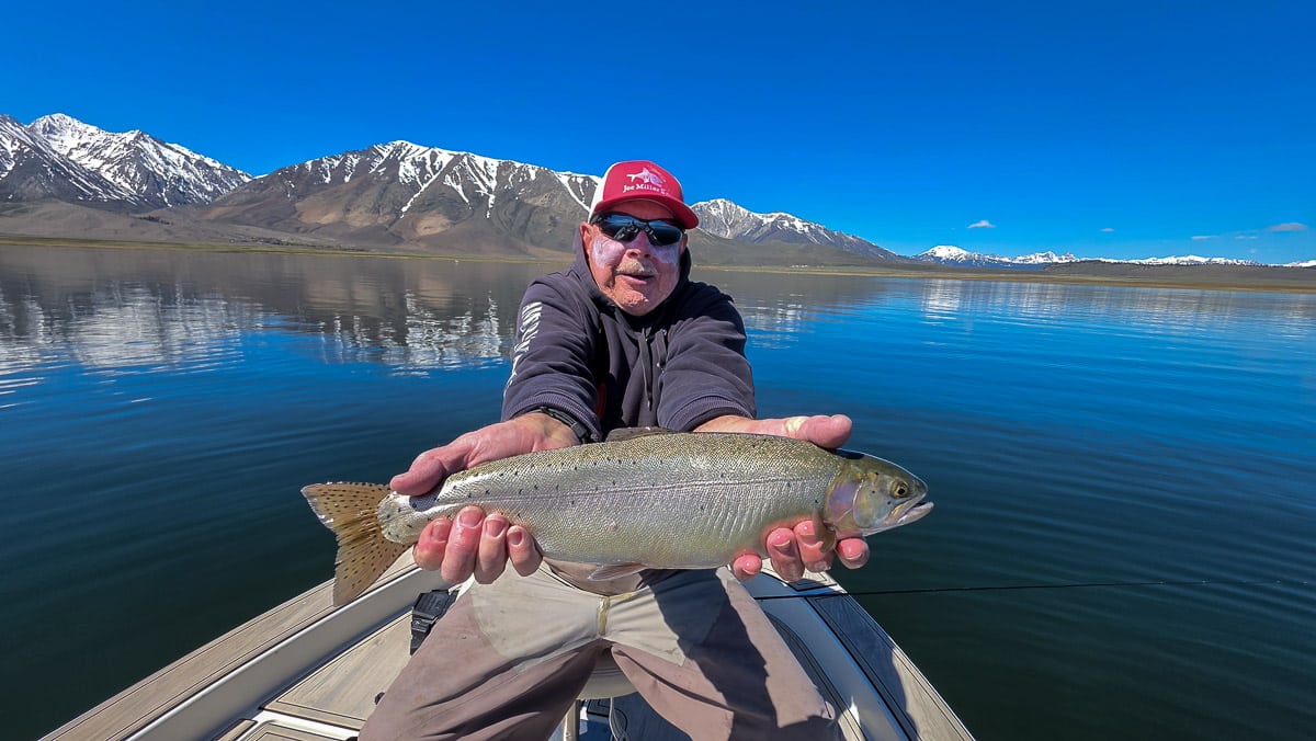 A fly fisherman holding a large rainbow trout on the Upper Owens River near Mammoth Lakes, CA