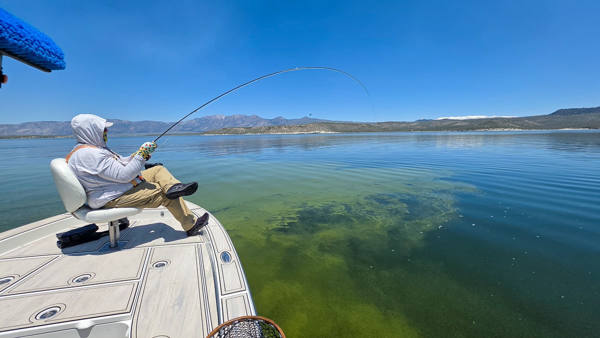 A fly fisherman holding a large brown trout on the Lower Owens River near Bishop, CA
