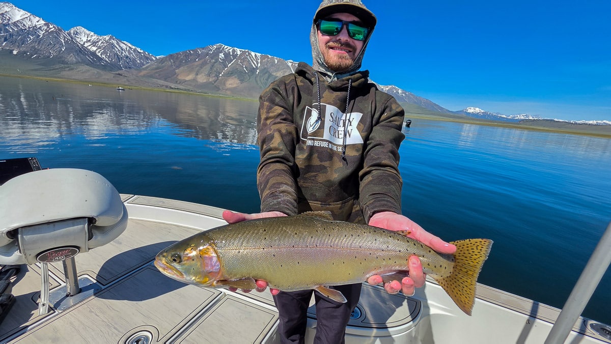 A fly fisherman holding a large rainbow trout on the Upper Owens River near Mammoth Lakes, CA