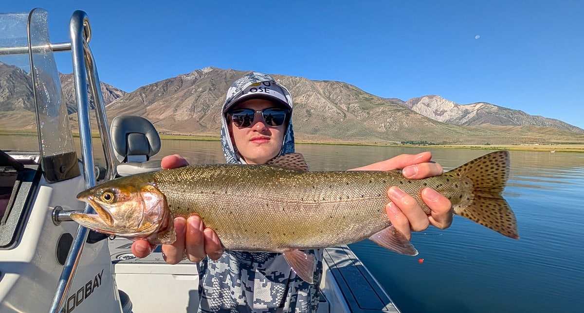 A fly fisherman holding a large brown trout on the Lower Owens River near Bishop, CA