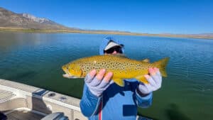 A fly fisherman holding a large brown trout in a boat on Crowley Lake near Mammoth Lakes, CA